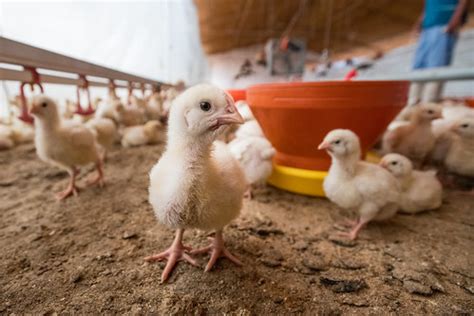 ¿Por qué sacando a los pollos de nuestro plato ayudamos a millones de ...