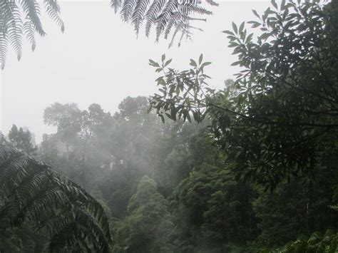 ¿Por qué se dice que la selva tropical es reguladora del ...