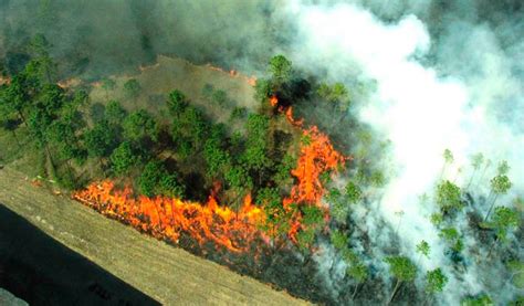 ¿Por qué se está quemando la selva del Amazonas ...