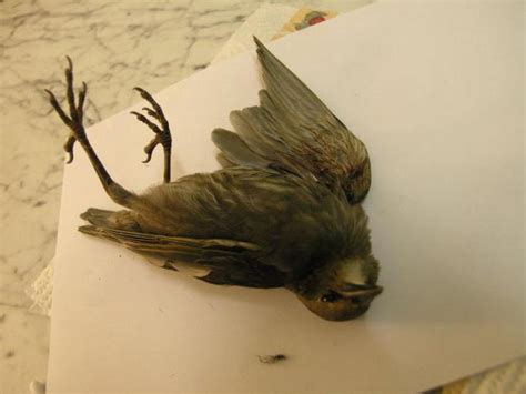 ¿Por qué soñar con un pájaro muerto? Predice que una visión tan triste?