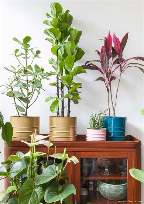 Por que ter plantas em casa? | Histórias de Casa e Selvvva