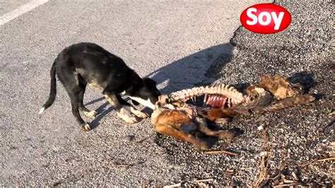Porque Los Perros Se Comen A Sus Perritos Muertos   Noticias del Perro