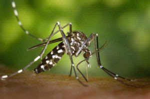 Porque son un problema los mosquitos? | Control de plagas online