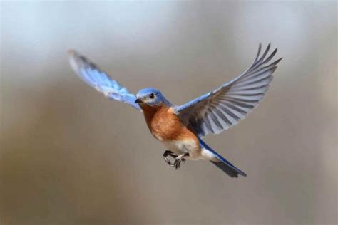 ¿Porqué vuelan las aves? | Agapornis inseparables ...