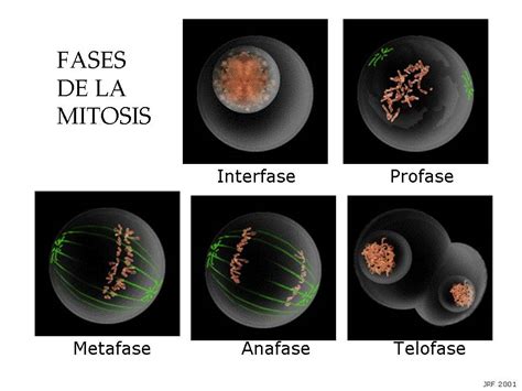 Portafolio de Medicina: Mitosis