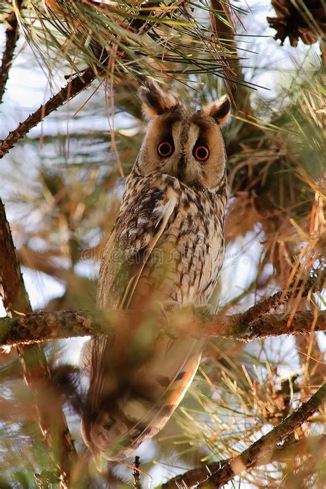 Portrait of a Long eared Owl Asio Otus. Wild Bird in a Natural Habitat ...