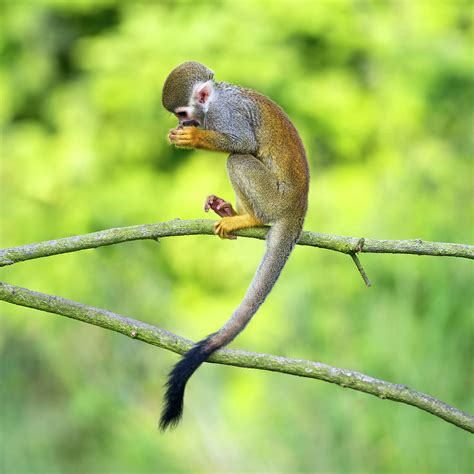 Portrait Of Common Squirrel Monkeys Photograph by Miroslav ...