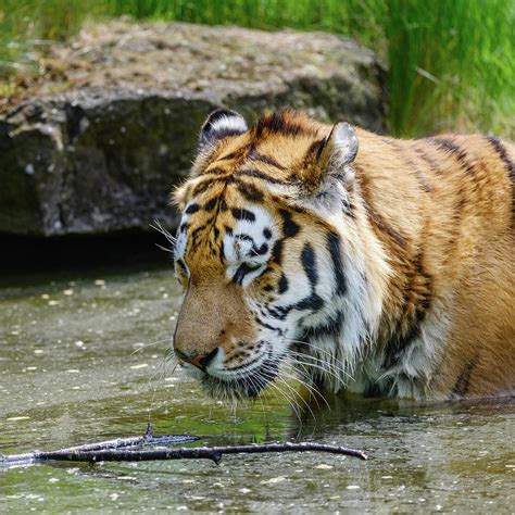 Portrait of Siberian Amur tiger Panthera Tigris Tigris in ...