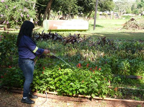 Posadas: el Vivero Municipal brinda asesoría y entrega plantines de ...