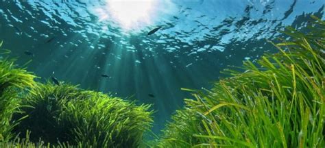Posidonia oceánica, la planta acuática exclusiva del ...