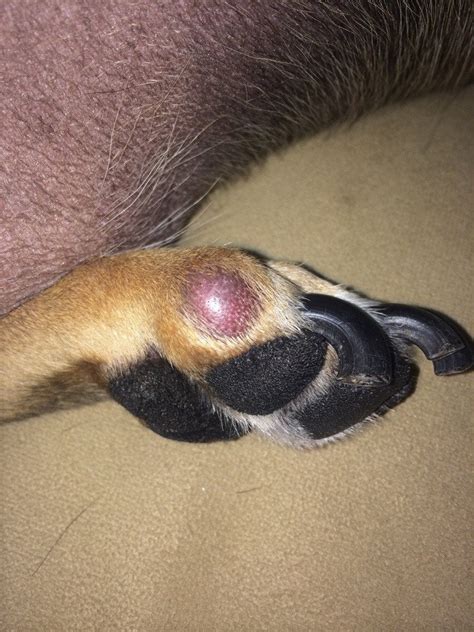 Possible cyst on dogs foot. He s in pain walking on it ...