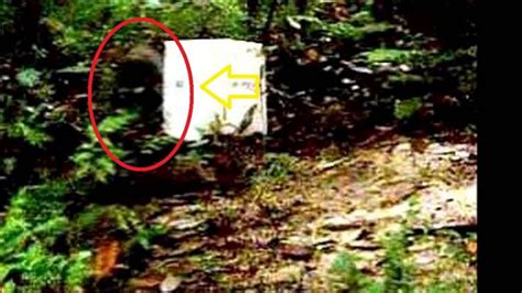 Possible Skunk ape caught on trail cam enhanced   YouTube