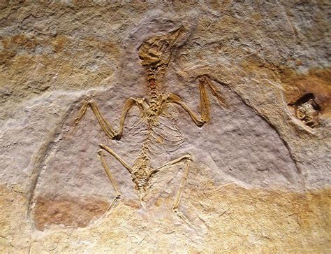 Post: Vuelo ligero: Fósiles hallados probarían que aves perdieron uno ...