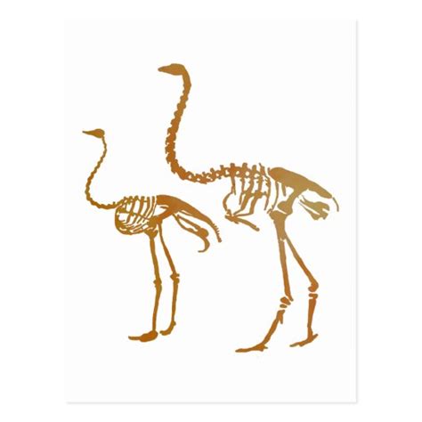 Postal Esqueleto del Moa y de la avestruz | Zazzle.es