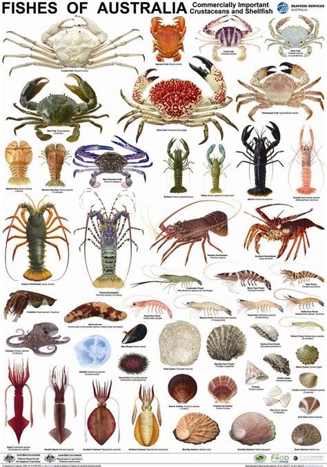 Poster Crustacean Species.jpg 1,134×1,620 pixels | FYI ...