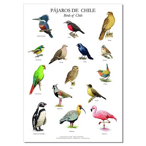 Poster   Láminas con 15 pájaros chilenos – Andes1