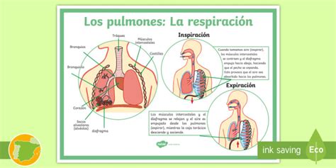 Póster: Los pulmones y el proceso de respiración