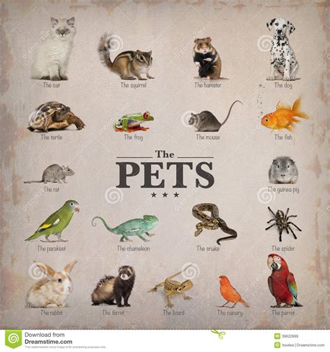 Poster of pets in English stock image. Image of arachnid ...
