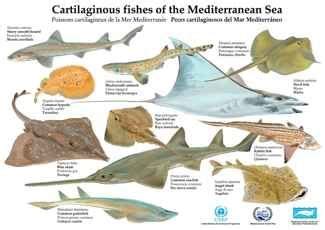 Póster Peces del Mar Mediterráneo | Peces de mar, Peces ...