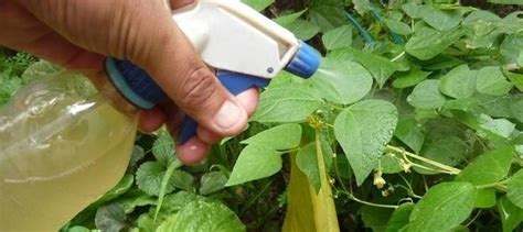 Potente fungicida casero para combatir hongos en tus plantas ...