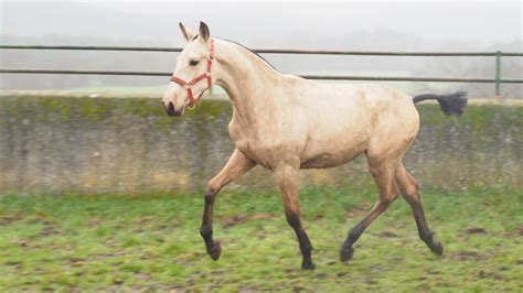 Potros y Potras   Iberian Horses   PRE HORSES FOR SALE