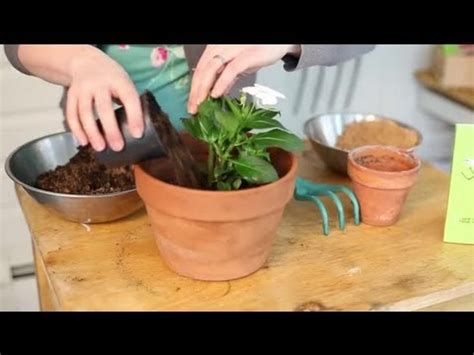 Potting Plants Using Sand & Topsoil : Indoor Planting ...