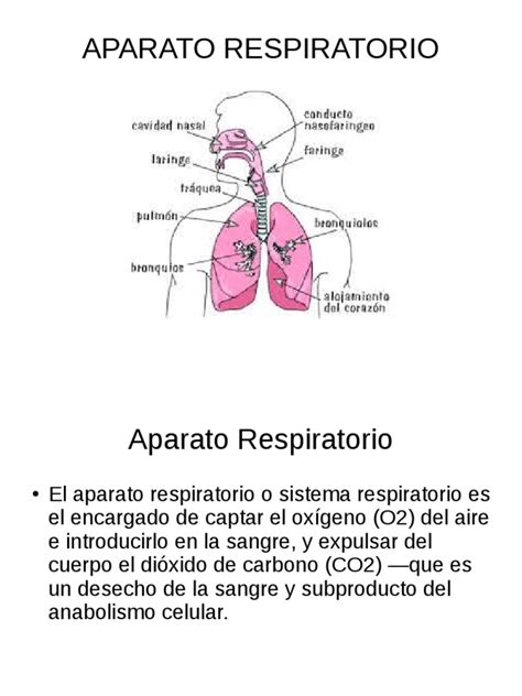 Power Point Sobre el Aparato Respiratorio | Sistema respiratorio ...