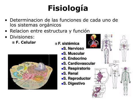 PPT   1.  INTRODUCCIÓN A LA FISIOLOGÍA PowerPoint Presentation, free ...