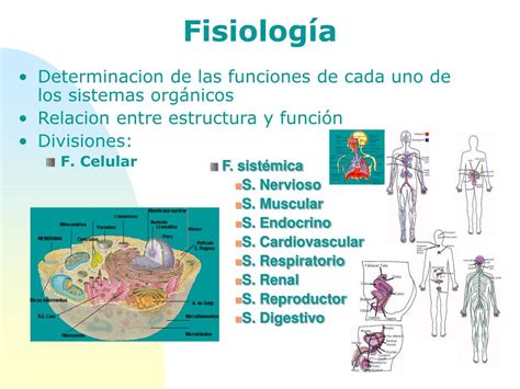 PPT   1.  INTRODUCCIÓN A LA FISIOLOGÍA PowerPoint Presentation, free ...