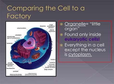 PPT   7 2 Eukaryotic Cell Structure PowerPoint ...