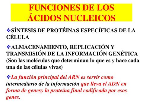 PPT   ACIDOS NUCLEICOS PowerPoint Presentation, free download   ID:1243921