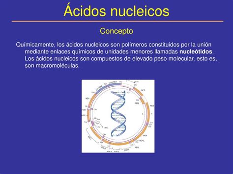 PPT   Ácidos nucleicos PowerPoint Presentation, free download   ID:3582630