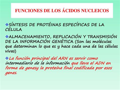PPT   ÁCIDOS NUCLEICOS PowerPoint Presentation, free download   ID:5775073