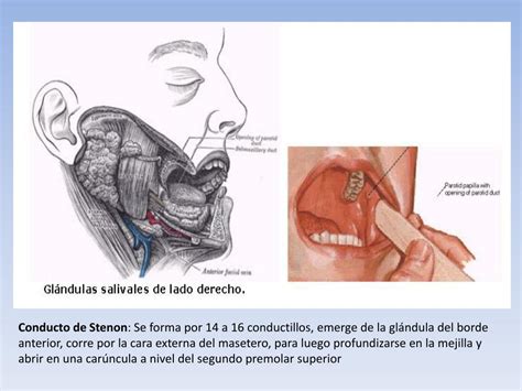 PPT   Anatomía: Glándula Parótida PowerPoint Presentation, free ...