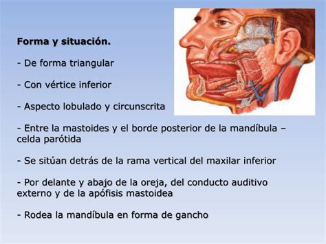 PPT   Anatomía: Glándula Parótida PowerPoint Presentation, free ...