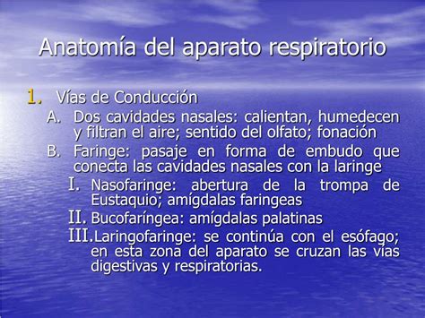 PPT   APARATO RESPIRATORIO PowerPoint Presentation, free download   ID ...
