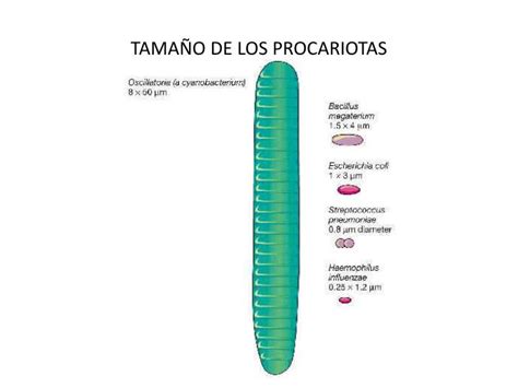 PPT   BACTERIAS PowerPoint Presentation   ID:2269927