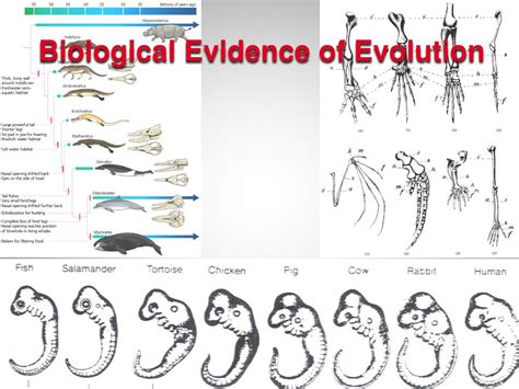 PPT   Biological Evidence of Evolution PowerPoint ...