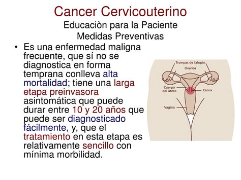 PPT   Cancer Cervicouterino Educaciòn para la Paciente Medidas ...