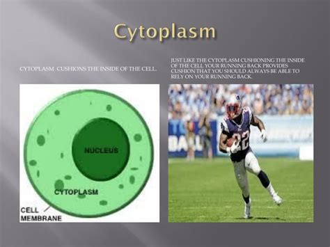 PPT   Cell Organelle: Analogy To A Football Team ...