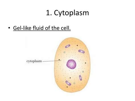 PPT   Chapter 7.2 Cell Structure PowerPoint Presentation ...