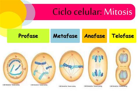 PPT   Ciclo celular. PowerPoint Presentation, free download   ID:4306667