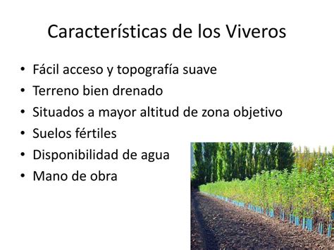 PPT   Ciclo Económico Forestal PowerPoint Presentation, free download ...