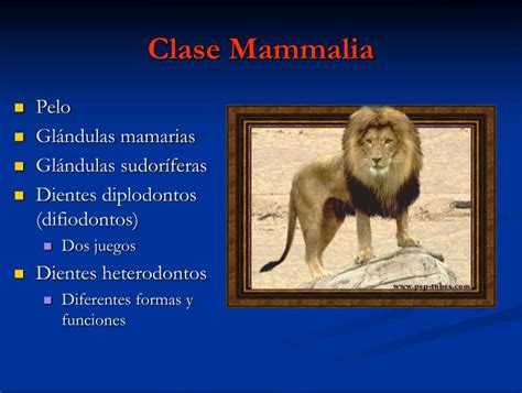 PPT   Clase Mammalia PowerPoint Presentation, free ...
