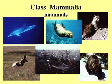 PPT   Class Mammalia mammals PowerPoint Presentation, free ...