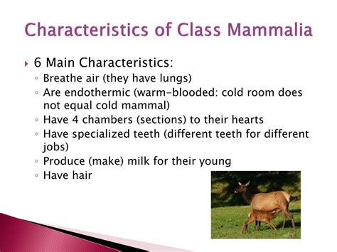 PPT   Class Mammalia PowerPoint Presentation, free ...