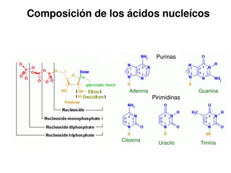 PPT   Composición de los ácidos nucleícos PowerPoint Presentation, free ...