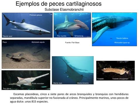 PPT   Ejemplos de peces cartilaginosos PowerPoint ...