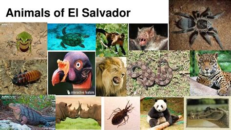 PPT   El Salvador PowerPoint Presentation, free download   ID:2750628