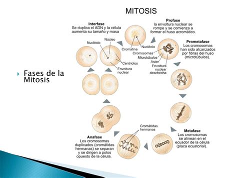PPT   Fases de la Mitosis PowerPoint Presentation, free download   ID ...